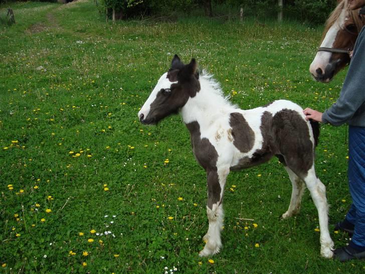 Irish Cob Viggo Hiiri Solgt. - Kan da lige ta en kløtur. 17/5 billede 12