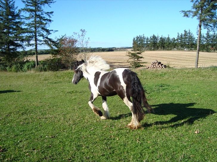Irish Cob Viggo Hiiri Solgt. - 28/8 billede 13