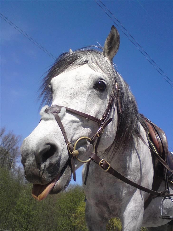 Anden særlig race Briljant  - man bliver så træt når man springer :) billede 6