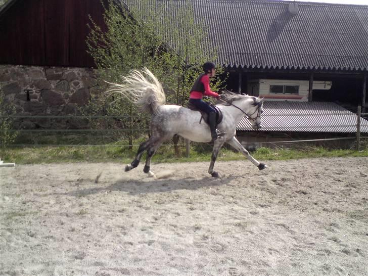 Anden særlig race Briljant  - var der nogen der sagde at jeg ikke kan strække mine ben ;) billede 7