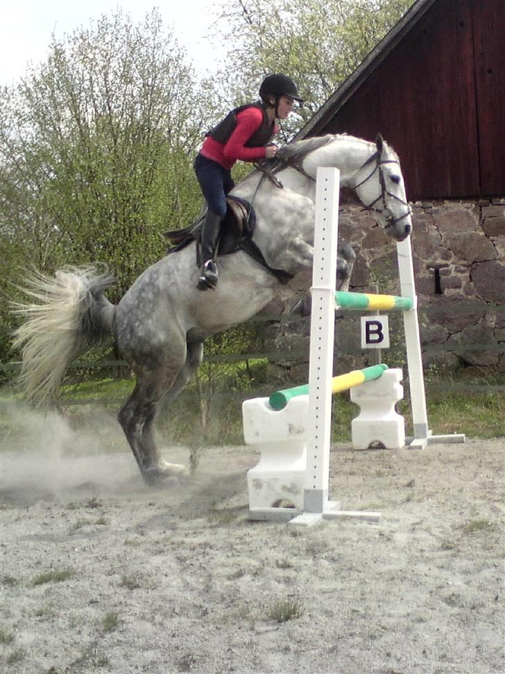 Anden særlig race Briljant  - 120... hmm sjovt billede XD  billede 8