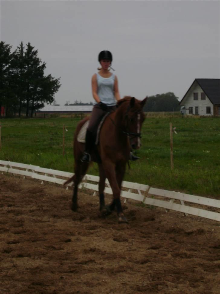 Dansk Varmblod Nørringsholms Play Red billede 9