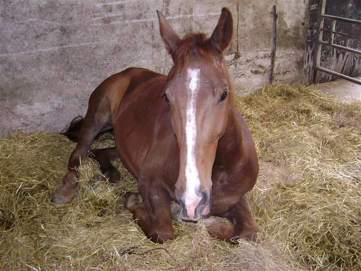 Dansk Varmblod Nørringsholms Play Red - nååå hvor er han sød <333 billede 10