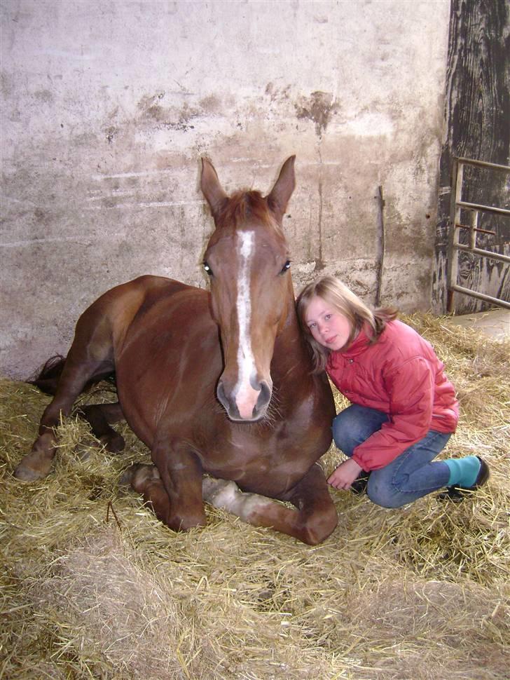 Dansk Varmblod Nørringsholms Play Red billede 11