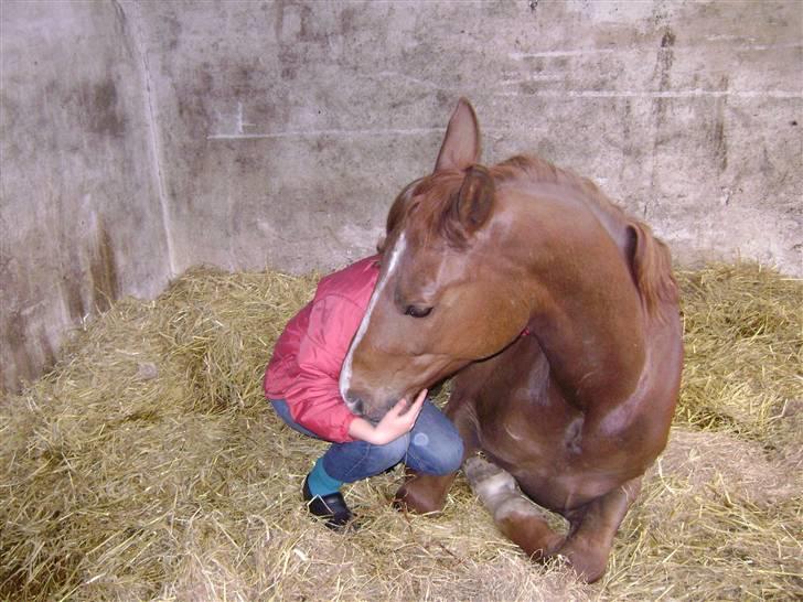 Dansk Varmblod Nørringsholms Play Red billede 12