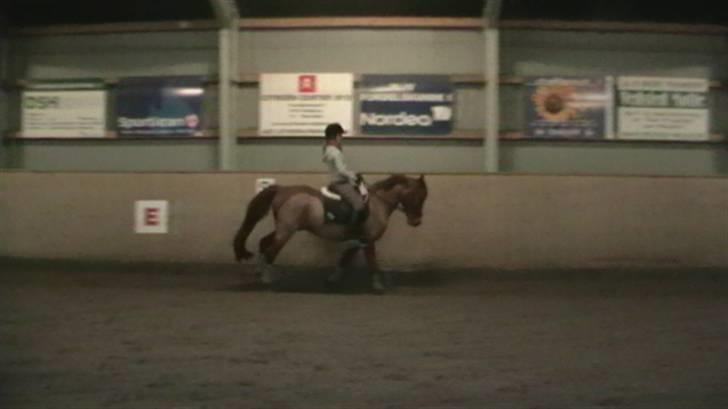 Anden særlig race Picasso - min stjerne <333 billede 7