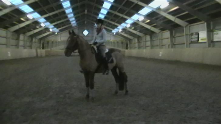 Anden særlig race Picasso billede 9