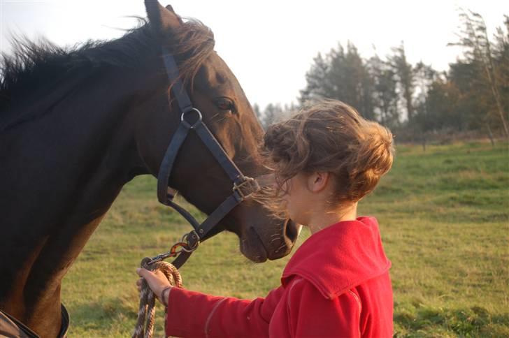 Dansk Varmblod Linette Stridsholt billede 12