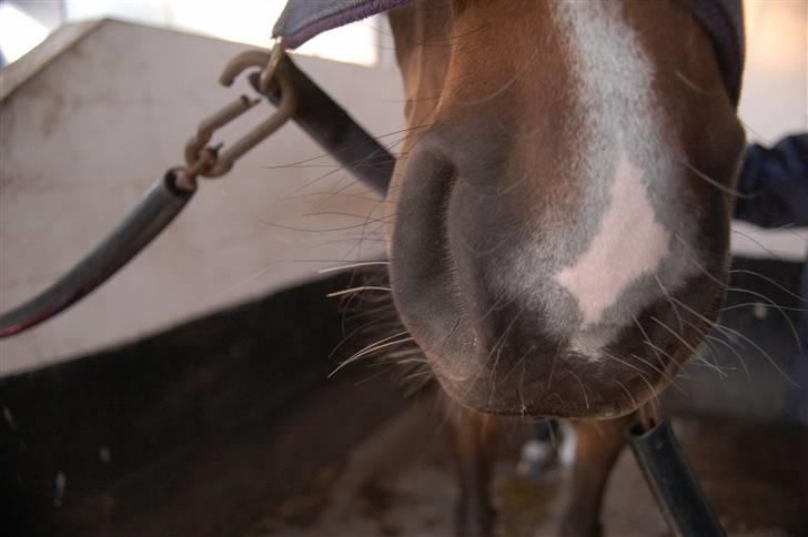 Dansk Varmblod Linette Stridsholt billede 13