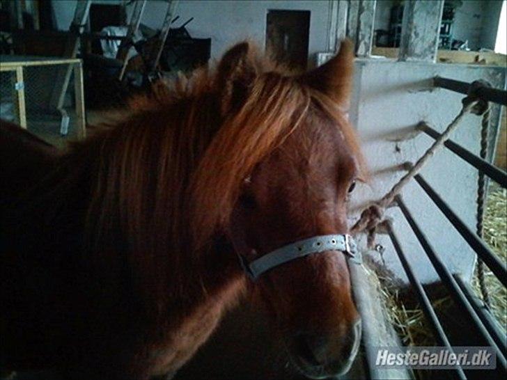 Shetlænder Chequantos <33 billede 2