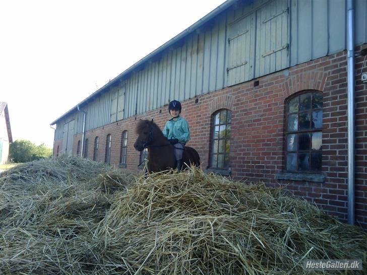 Shetlænder Chequantos <33 - Dengang hun løb op i mødingen med mig.<3 billede 4