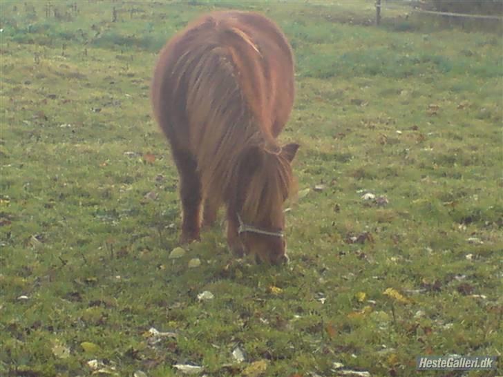 Shetlænder Chequantos <33 billede 5