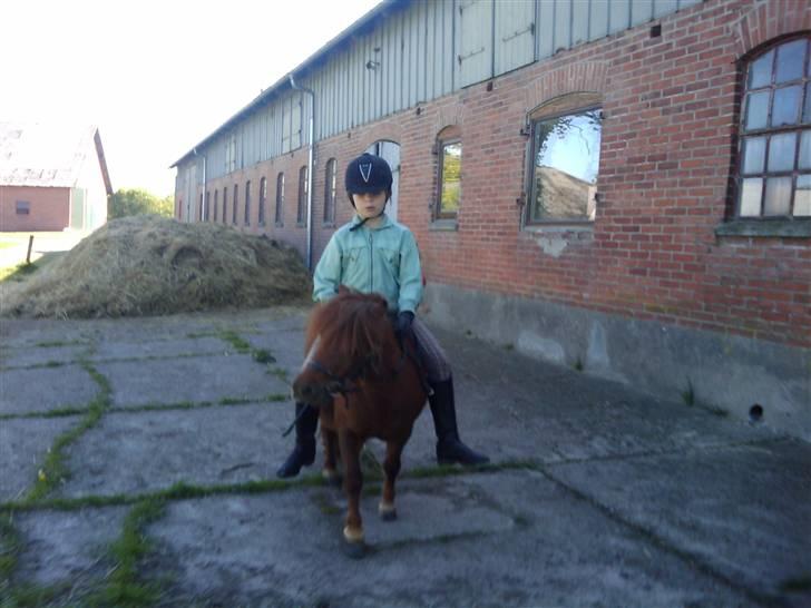 Shetlænder Chequantos <33 billede 8