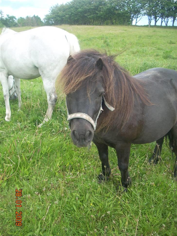 Shetlænder Tarzan - Tulle og min Pony!<3 billede 11