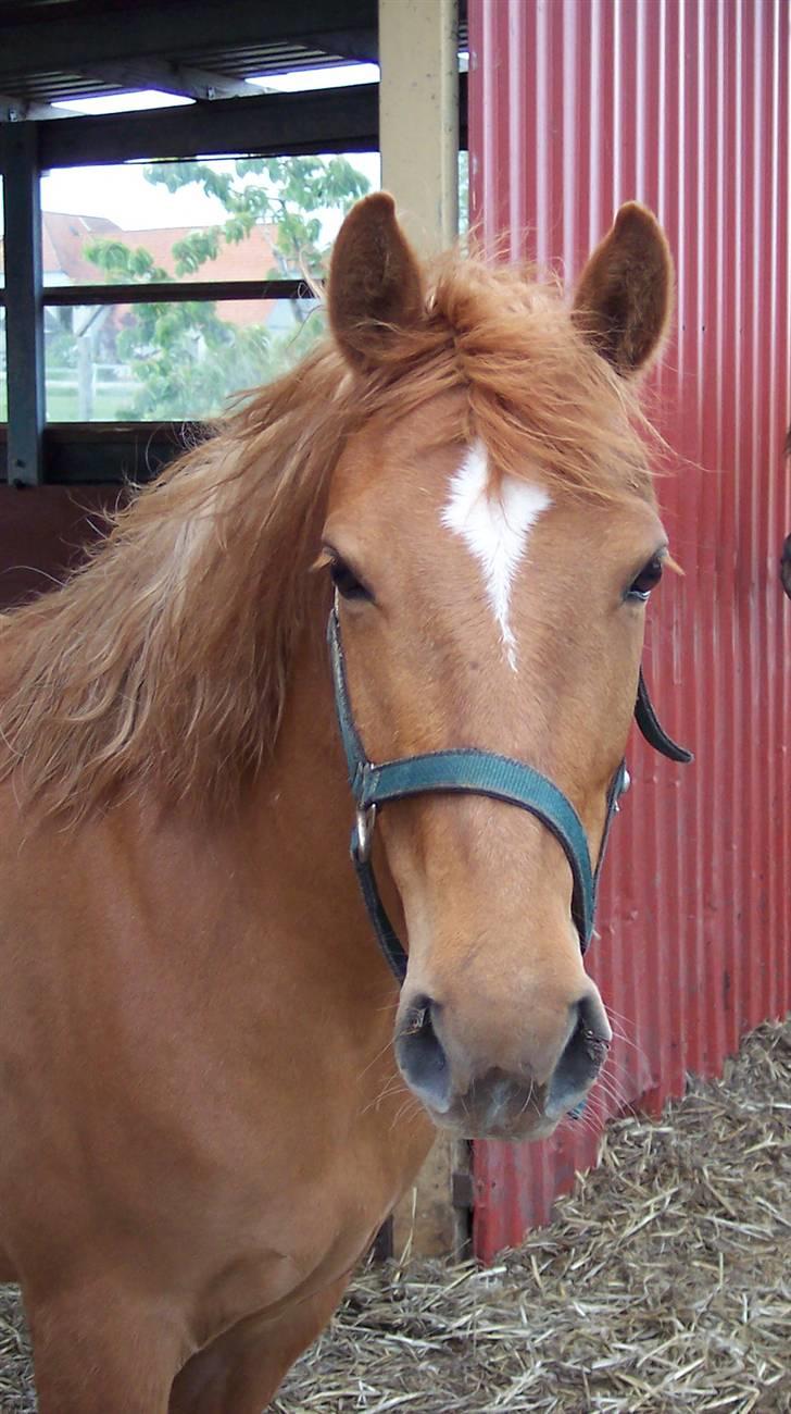 Anden særlig race Hestehuset`s Feline solgt billede 7