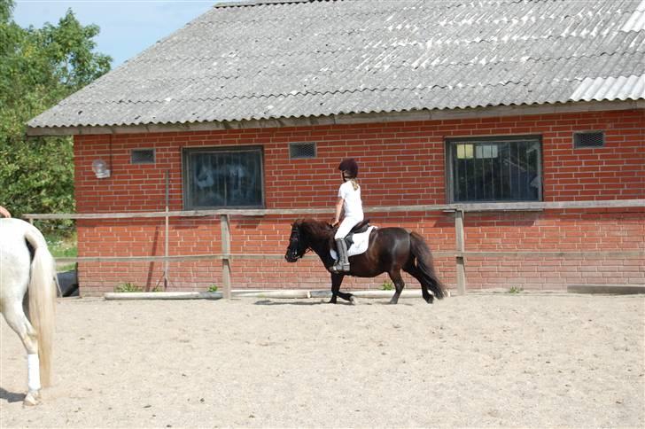 Shetlænder Tarzan - Så traver vi af!... billede 14