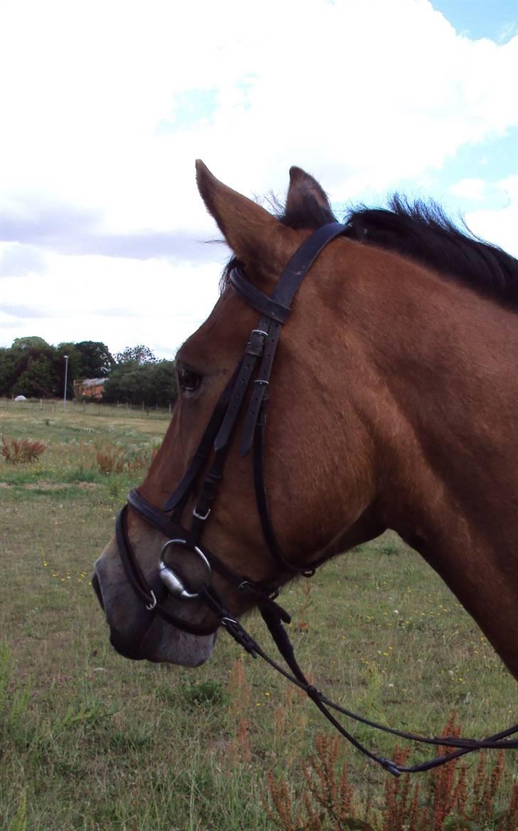 Anden særlig race Rosita ' R.I.P ' <3 :( - Velkommen til Rositas profil (: <3 // taget af sarah billede 1