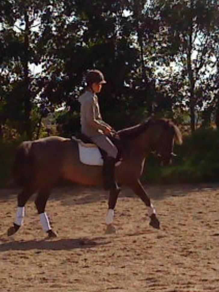 Konik Polski Charlie Am Tess ¤R.I.P¤ - Håber at du har fået tilbage igen når du har været ved min side hele tiden. Du har givet mig de bedste 3 år i mit liv <333333 billede 19