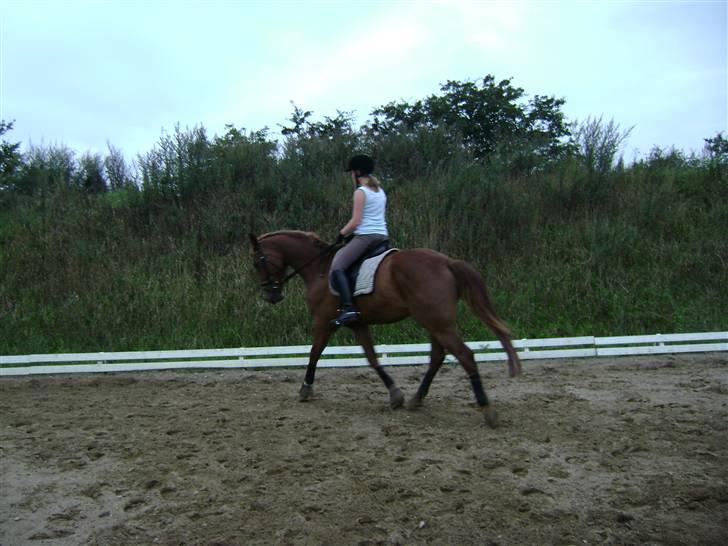 Dansk Varmblod Nørringsholms Play Red billede 13