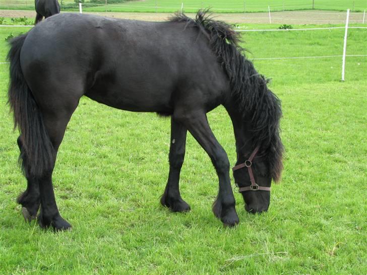 Frieser Coco - NYT: 17. maj 2009   Jeg er blevet en stor pige nu ..  billede 16