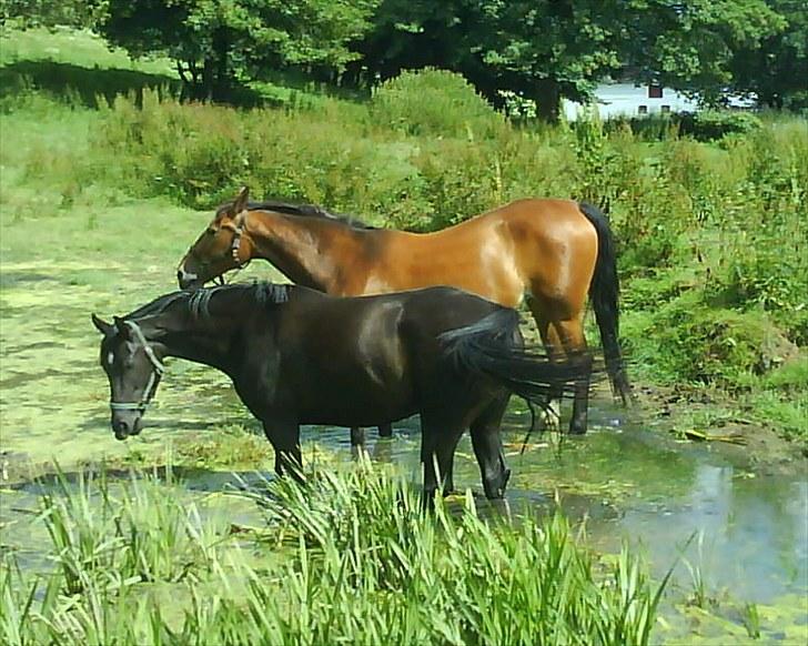 Oldenborg Møllestedets Laika *RIP* - Mine to sø-heste ;) billede 7