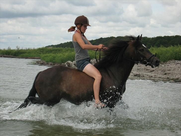 New Forest Bjernagergårds Mischa - Vand-hunden-Mischa billede 20