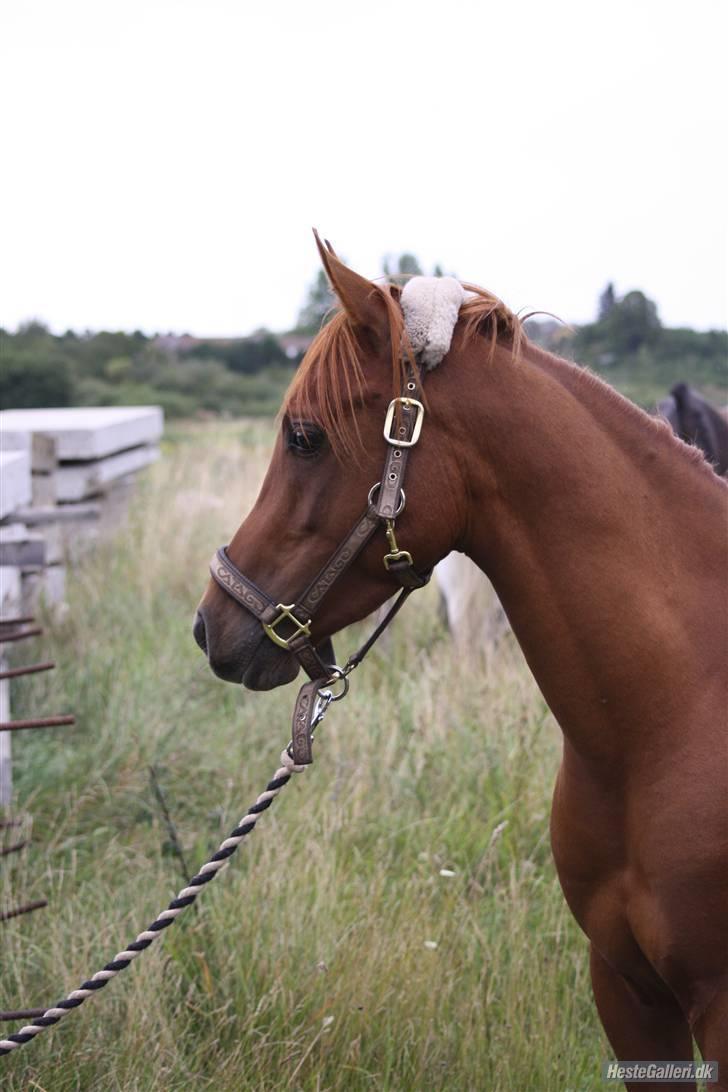 Arabisk fuldblod (OX) GHAZAL AL BAHIR. VINDENS SANG - Ghazal.. FOTO: Pernille  billede 7
