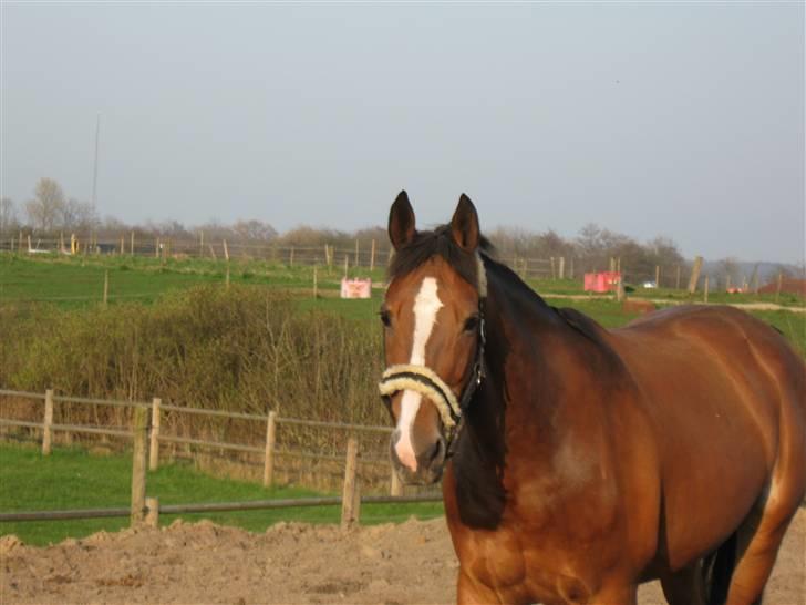 Oldenborg Møllestedets Laika *RIP* billede 8