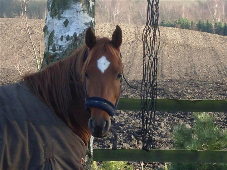 Arabisk fuldblod (OX) GHAZAL AL BAHIR. VINDENS SANG - ...Ghazal´ på fold.. 09. billede 8