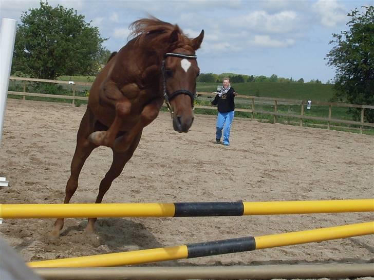 Arabisk fuldblod (OX) GHAZAL AL BAHIR. VINDENS SANG - Ghazal springer 40 cm.. den fine hjort. hehe billede 9