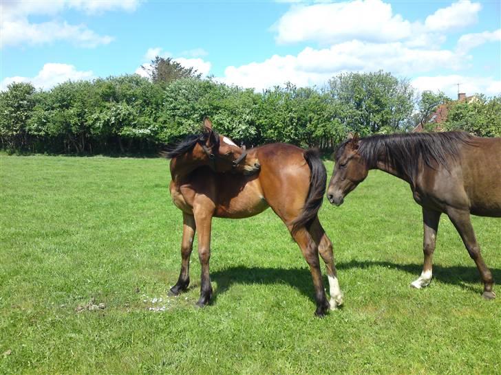 Traver Return Sujaki (Baby) - Hygge på sommerfolden... billede 14