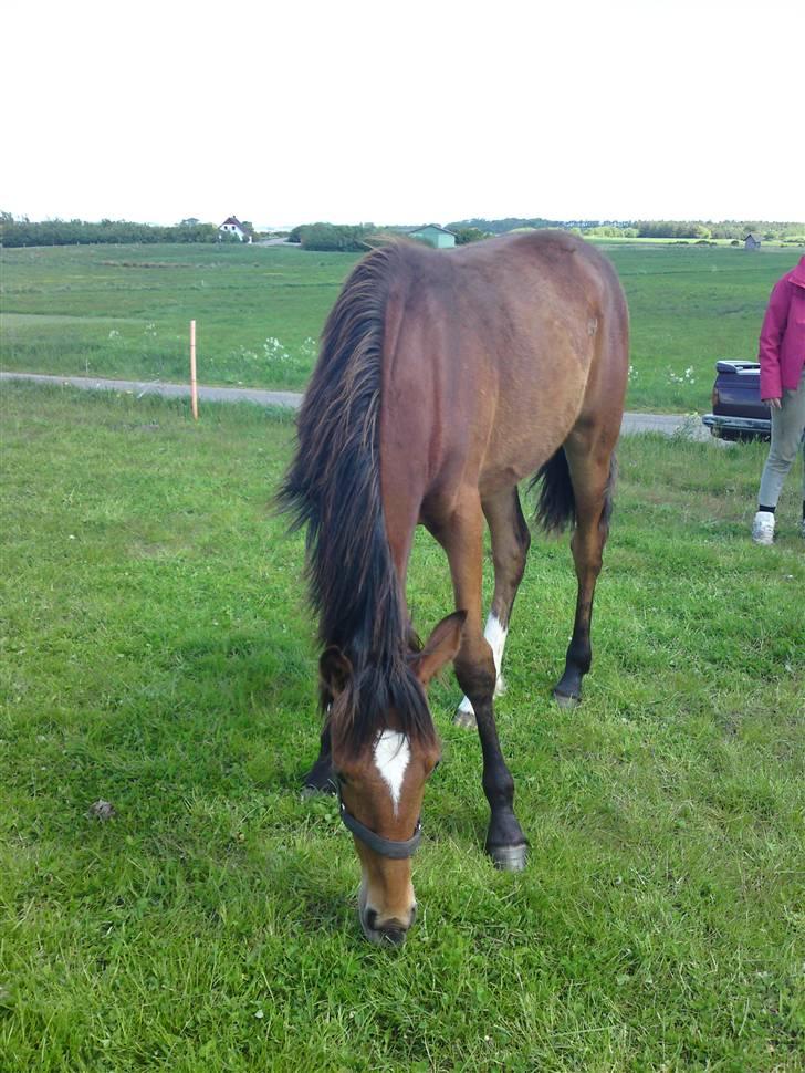 Traver Return Sujaki (Baby) billede 15