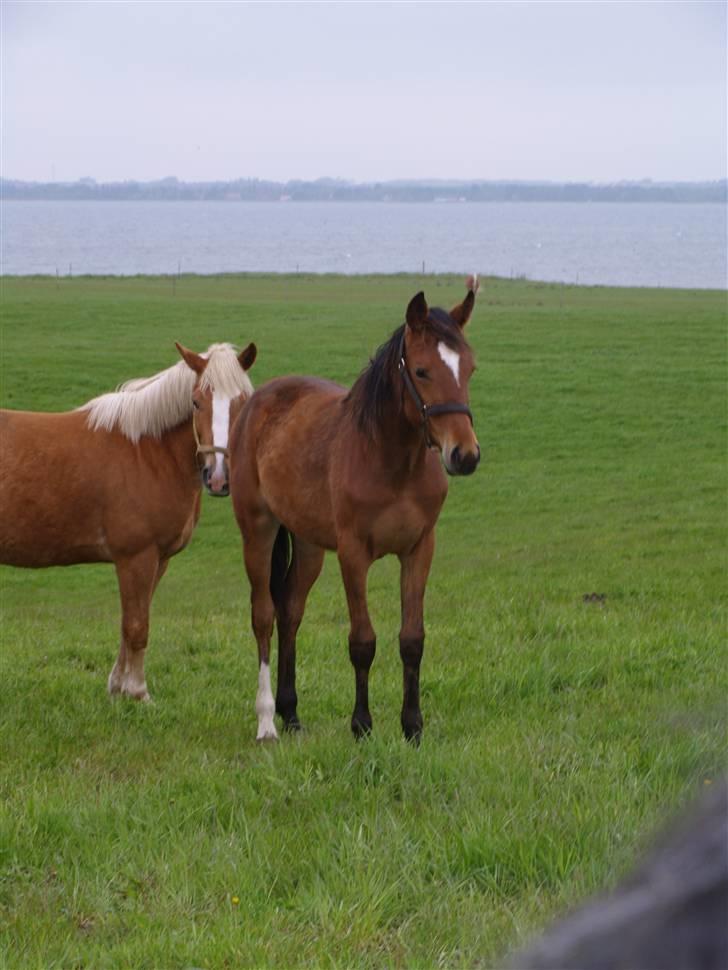 Traver Return Sujaki (Baby) billede 16