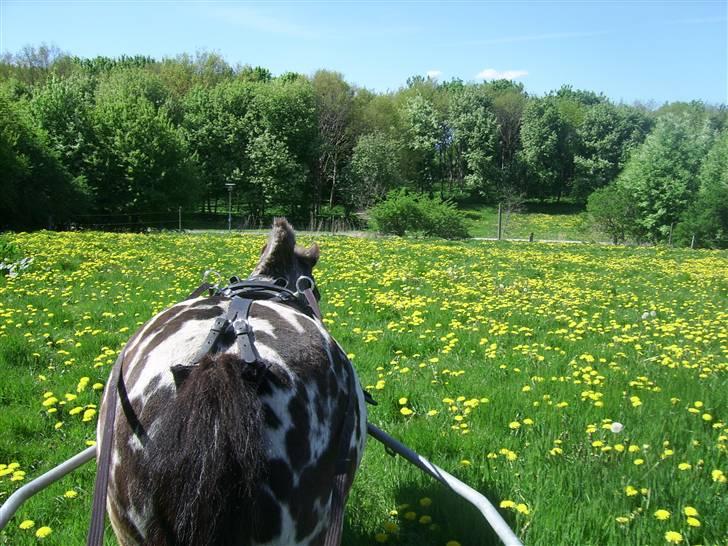 Appaloosa Topper - hen over marken, med græs :P billede 8