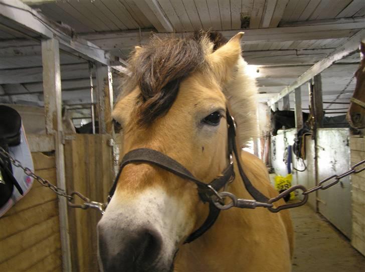 Anden særlig race Bounty *solgt* :( billede 17