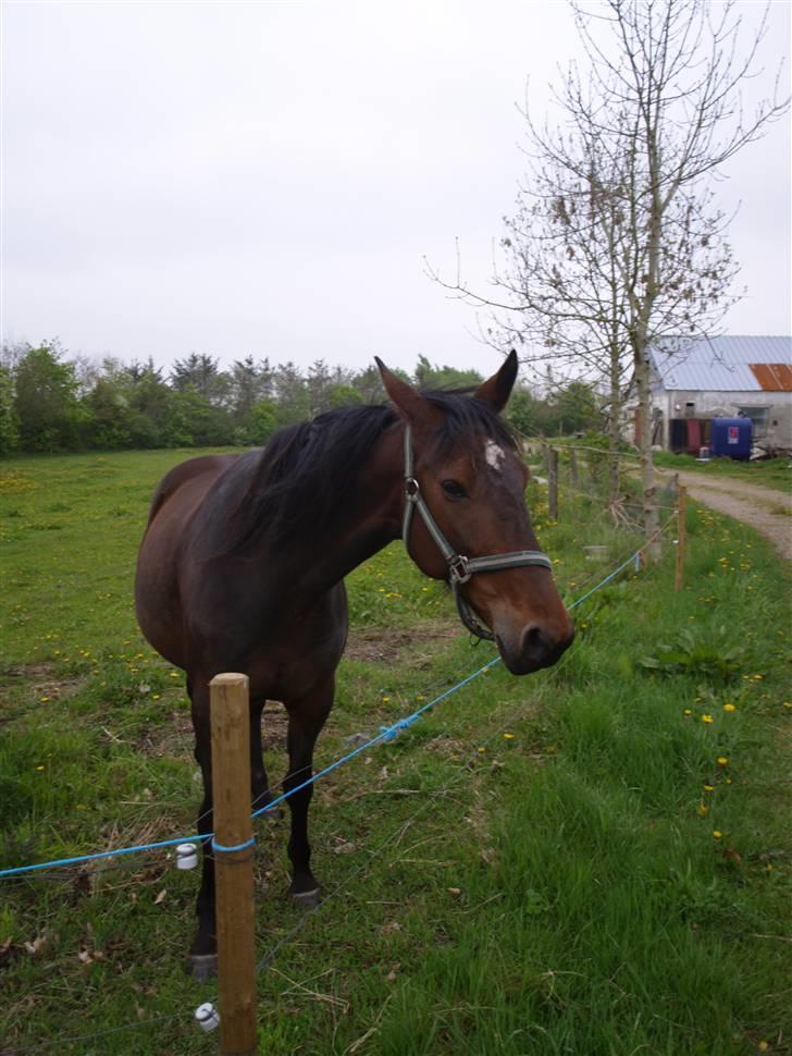Traver JoLene T - Tykke "Line" en uge inden hun folede billede 4