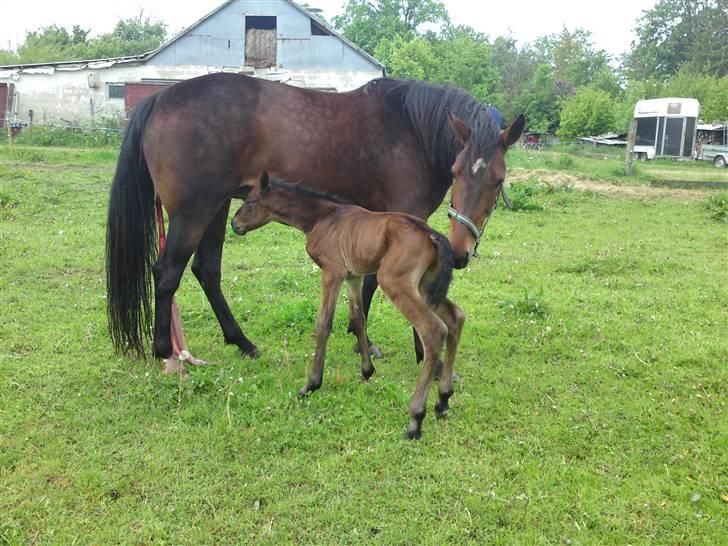 Traver JoLene T - Den stolte mor og lille prinsen billede 5