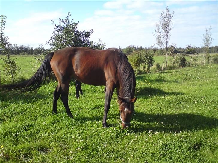 Traver JoLene T - Så blev det tid at blive pensioneret... billede 6