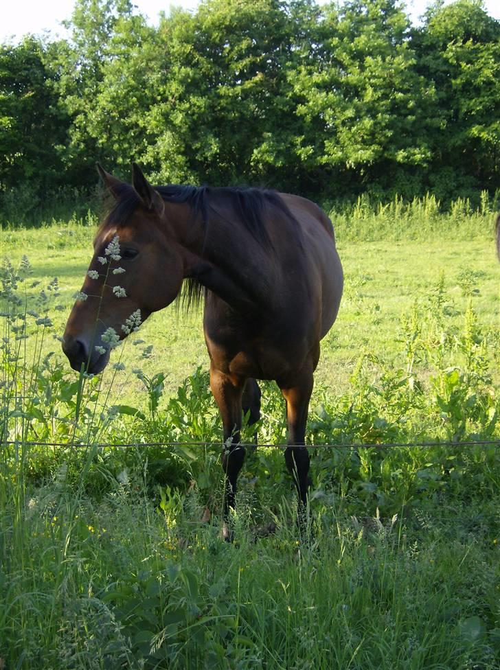 Traver JoLene T billede 7