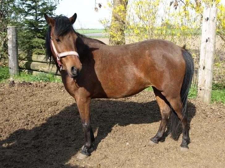 Anden særlig race Hope billede 1