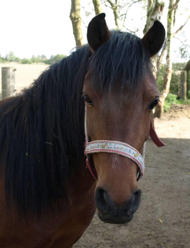 Anden særlig race Hope billede 2