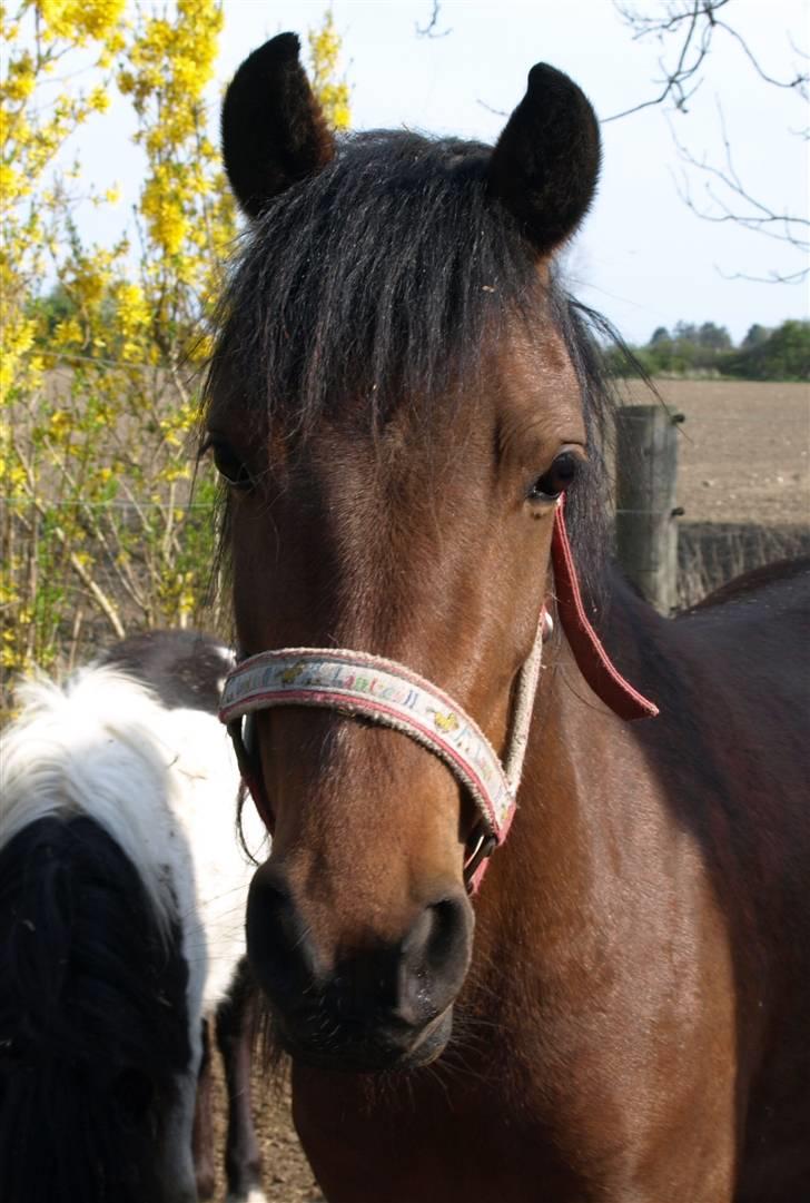 Anden særlig race Hope billede 3