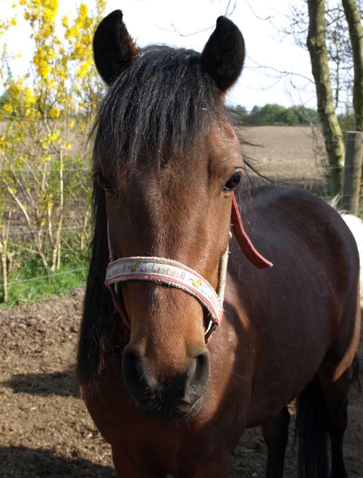 Anden særlig race Hope billede 4