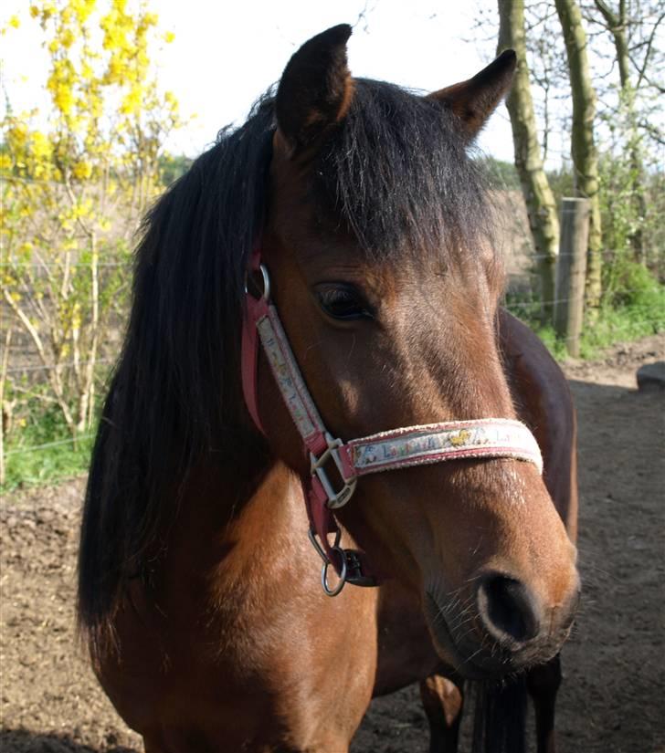 Anden særlig race Hope billede 5