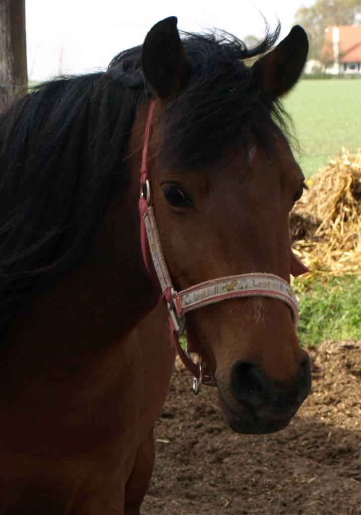 Anden særlig race Hope billede 6