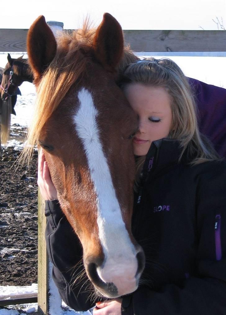 Welsh Cob (sec D)  Sophie solgt - miig og fie i vinters billede 1