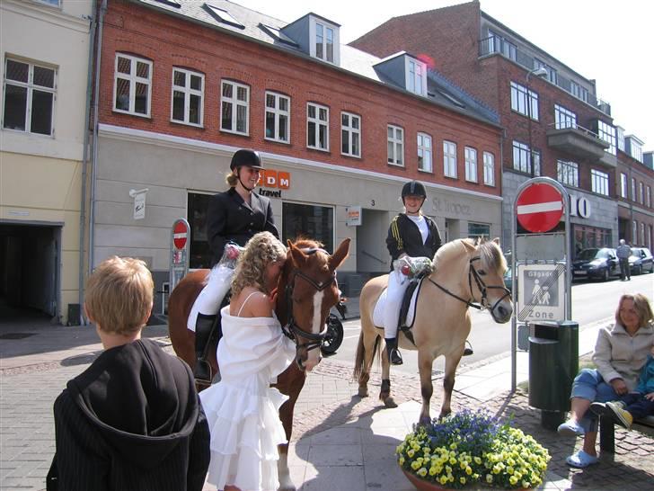 Welsh Cob (sec D)  Sophie solgt - til min konfirmation havde ikke lige regnet med at hun kom billede 2