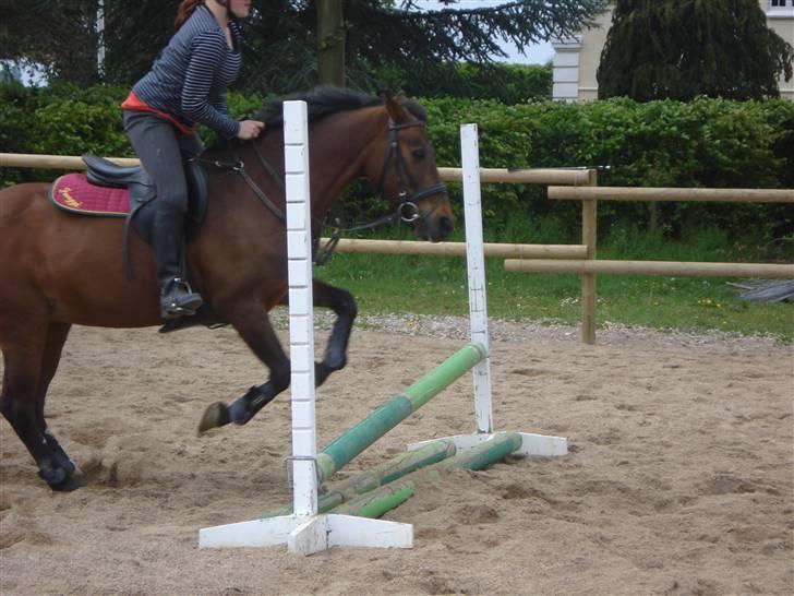 Anden særlig race fnuggi*solgt* billede 1