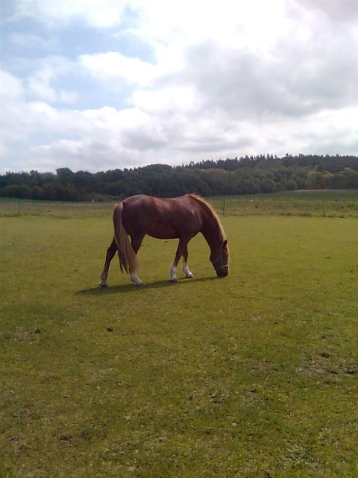 Welsh Cob (sec D)  Sophie solgt billede 4
