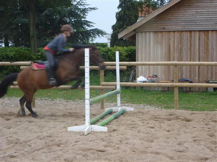 Anden særlig race fnuggi*solgt* billede 3